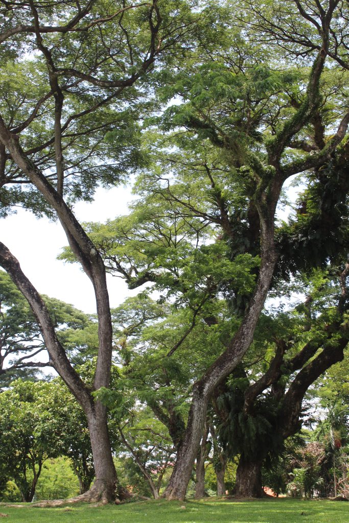 Peaceful green outdoor setting for yin yoga in Singapore