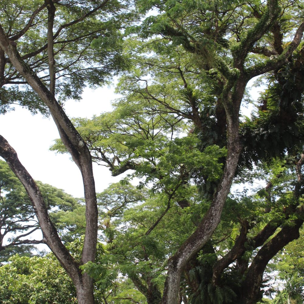 Peaceful green outdoor setting for yin yoga in Singapore