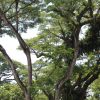 Peaceful green outdoor setting for yin yoga in Singapore