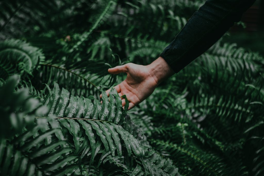Nature Immersions