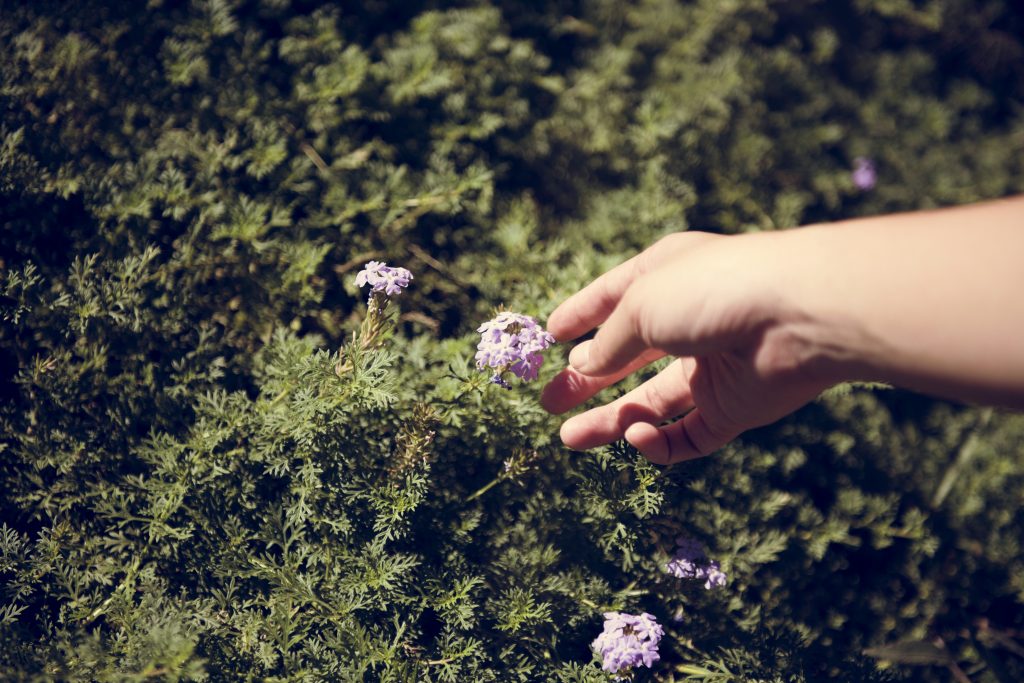 Nature Immersions