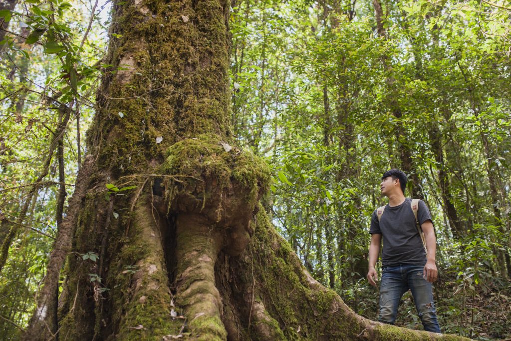 Nature Immersions