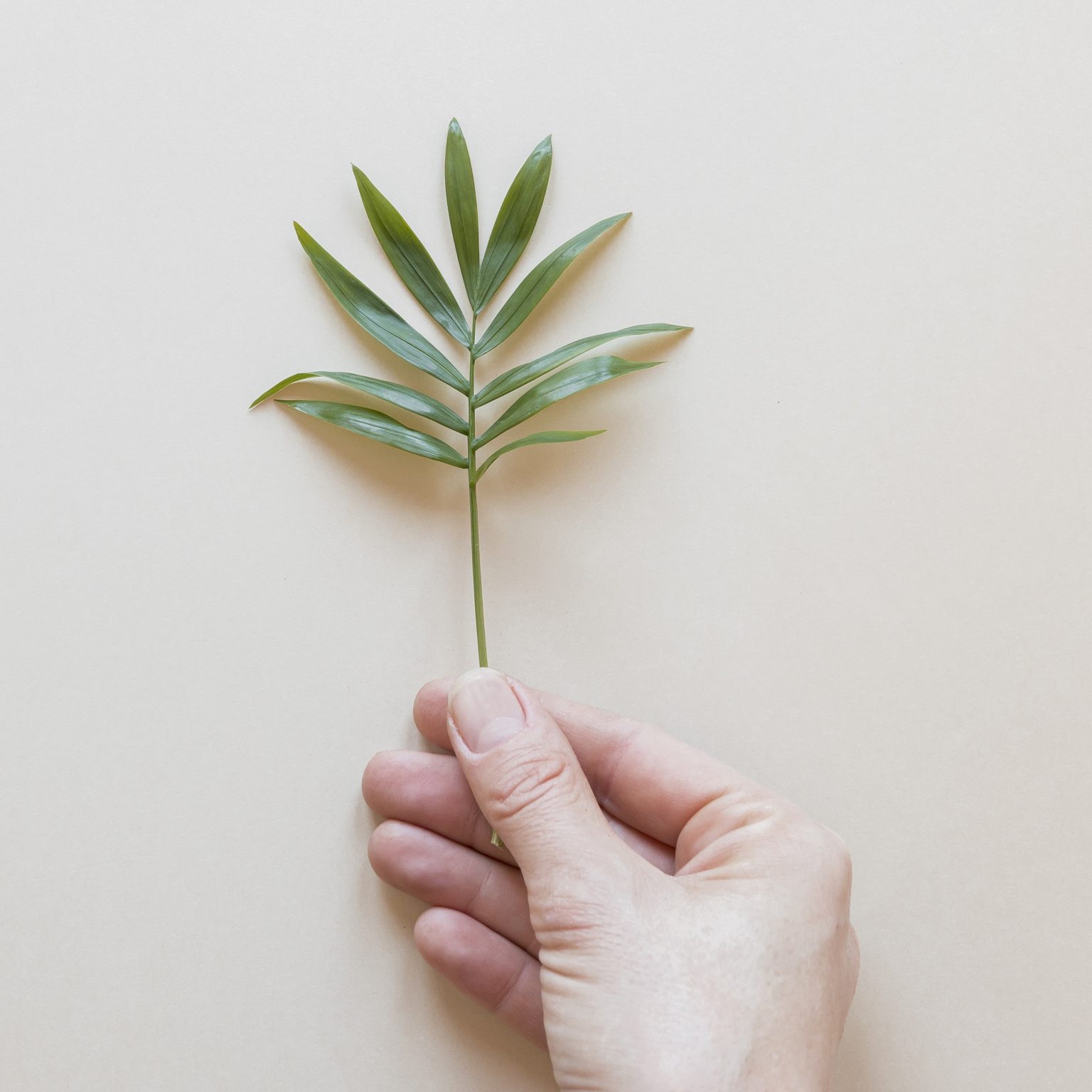 Nature Immersions Guided Forest Bathing and Nature-Based Wellbeing in Singapore Person Holding Tiny Plant Beige Background