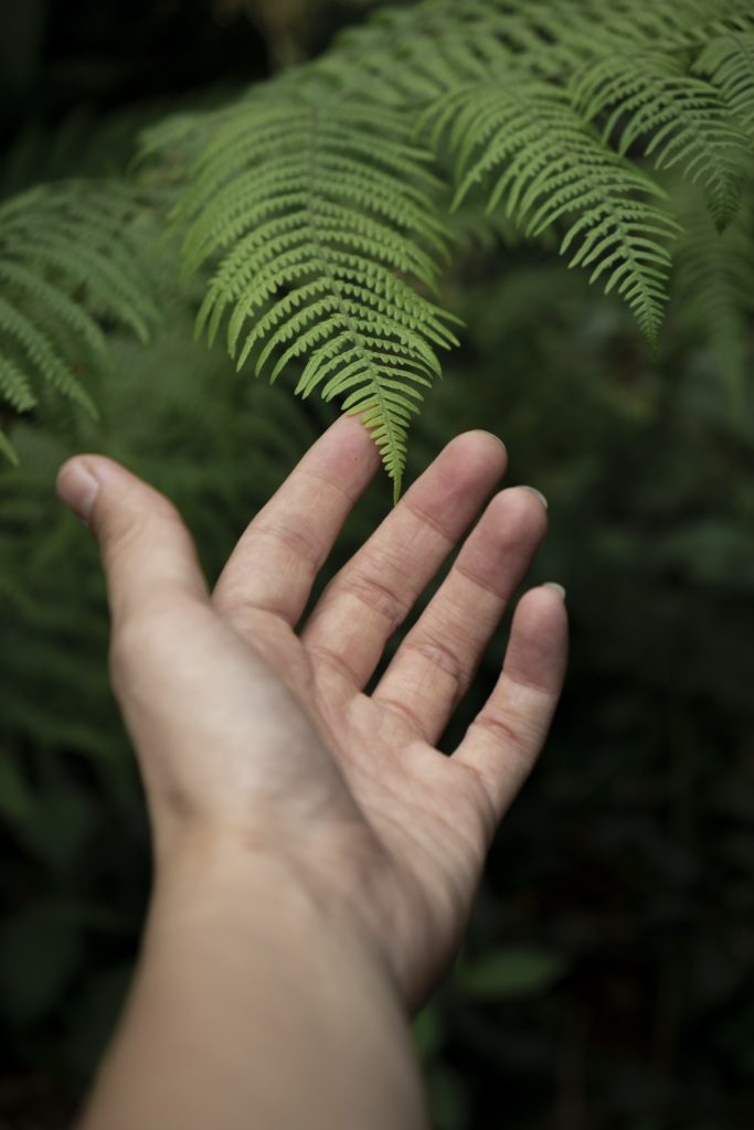 Nature Immersions