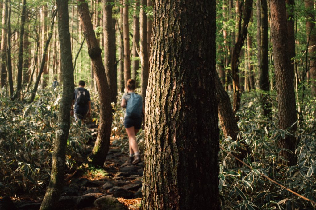 Nature Immersions