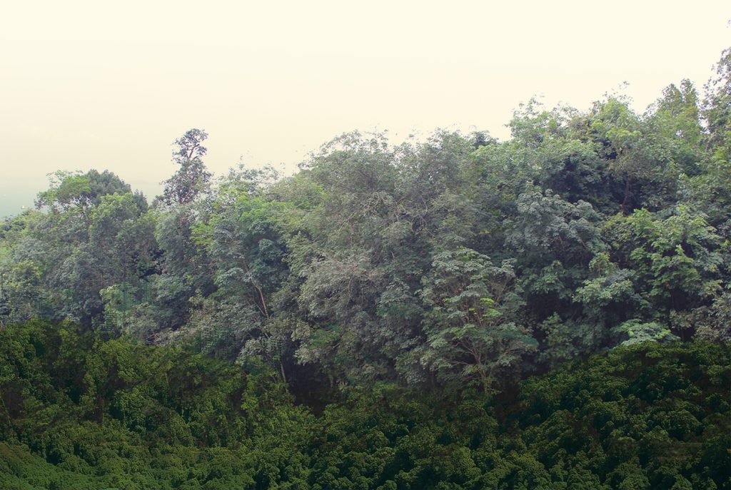 Nature Immersions