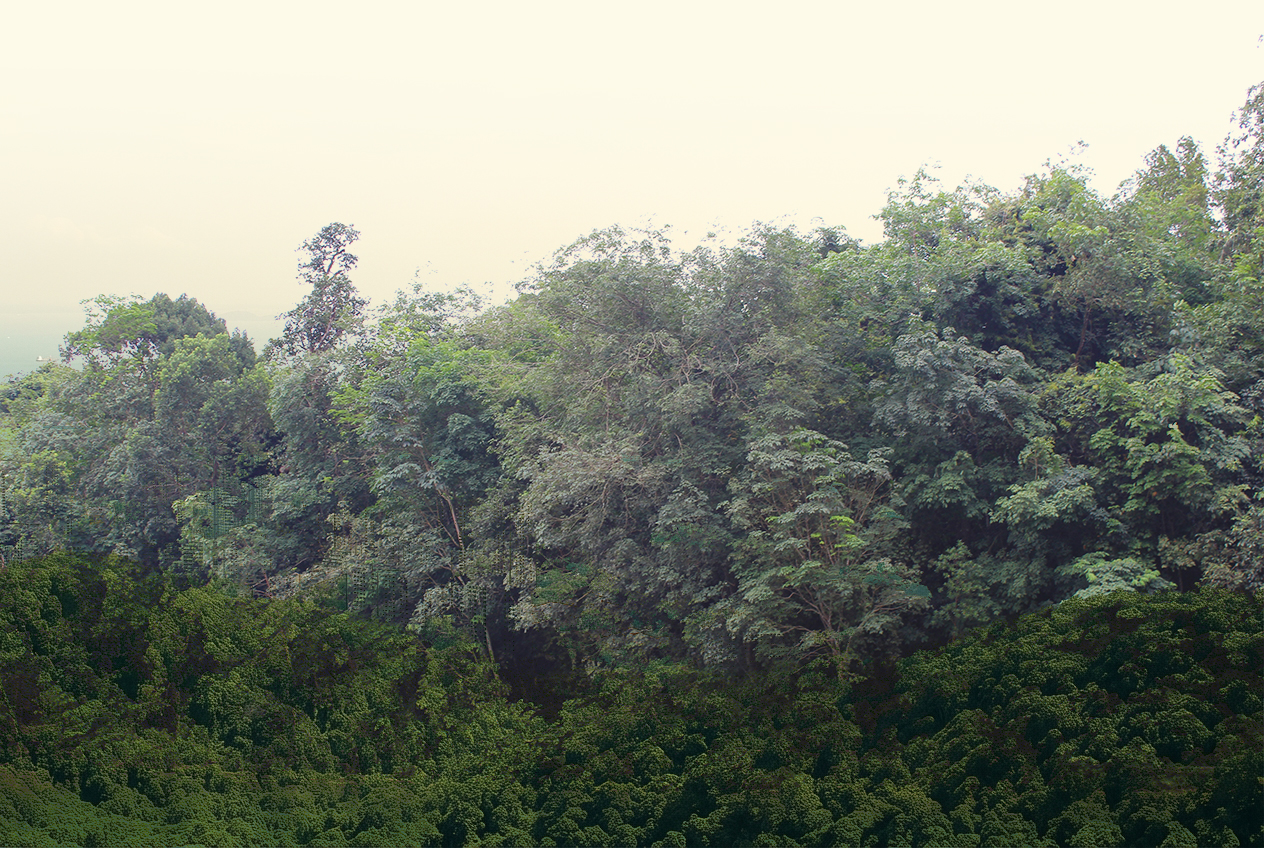 Nature Immersions Guided Forest Bathing and Nature-Based Wellbeing in Singapore Singapore Coast Transition Copy
