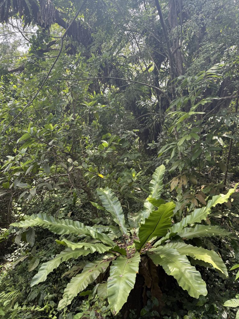 Nature Immersions Guided Forest Bathing and Nature-Based Wellbeing in Singapore Img 2297