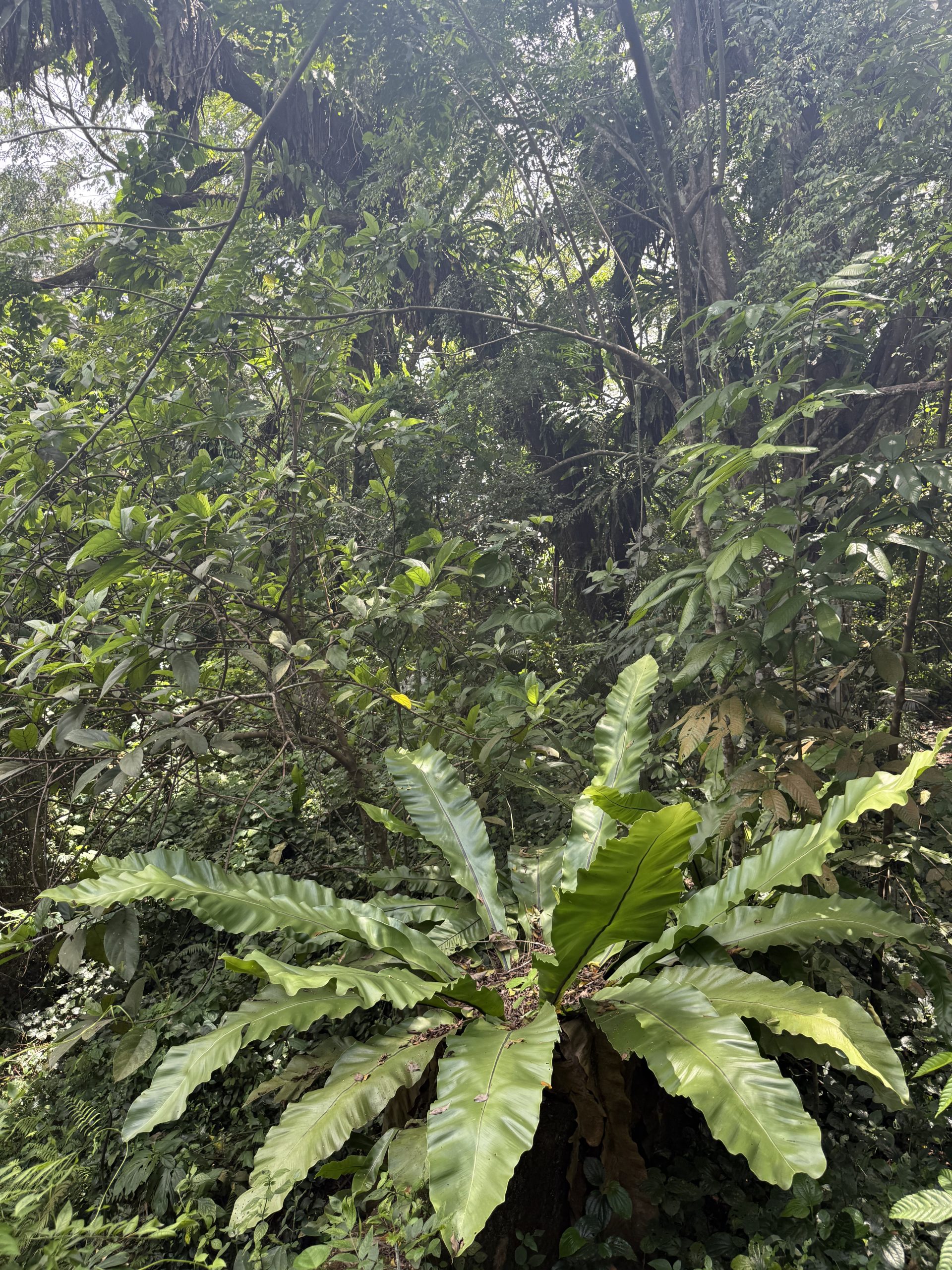 Nature Immersions Guided Forest Bathing and Nature-Based Wellbeing in Singapore Img 2297