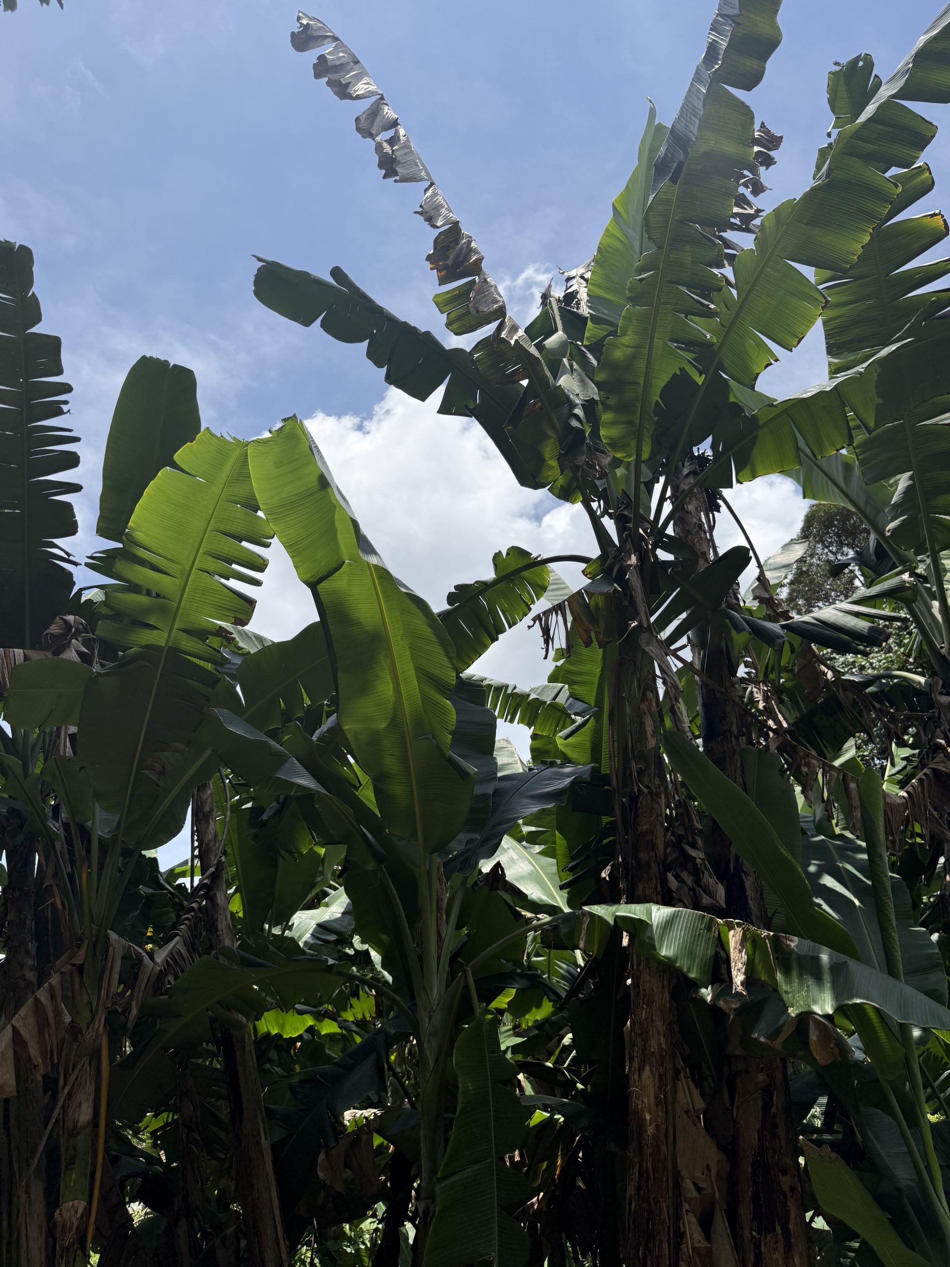 Nature Immersions Guided Forest Bathing and Nature-Based Wellbeing in Singapore Img 2308