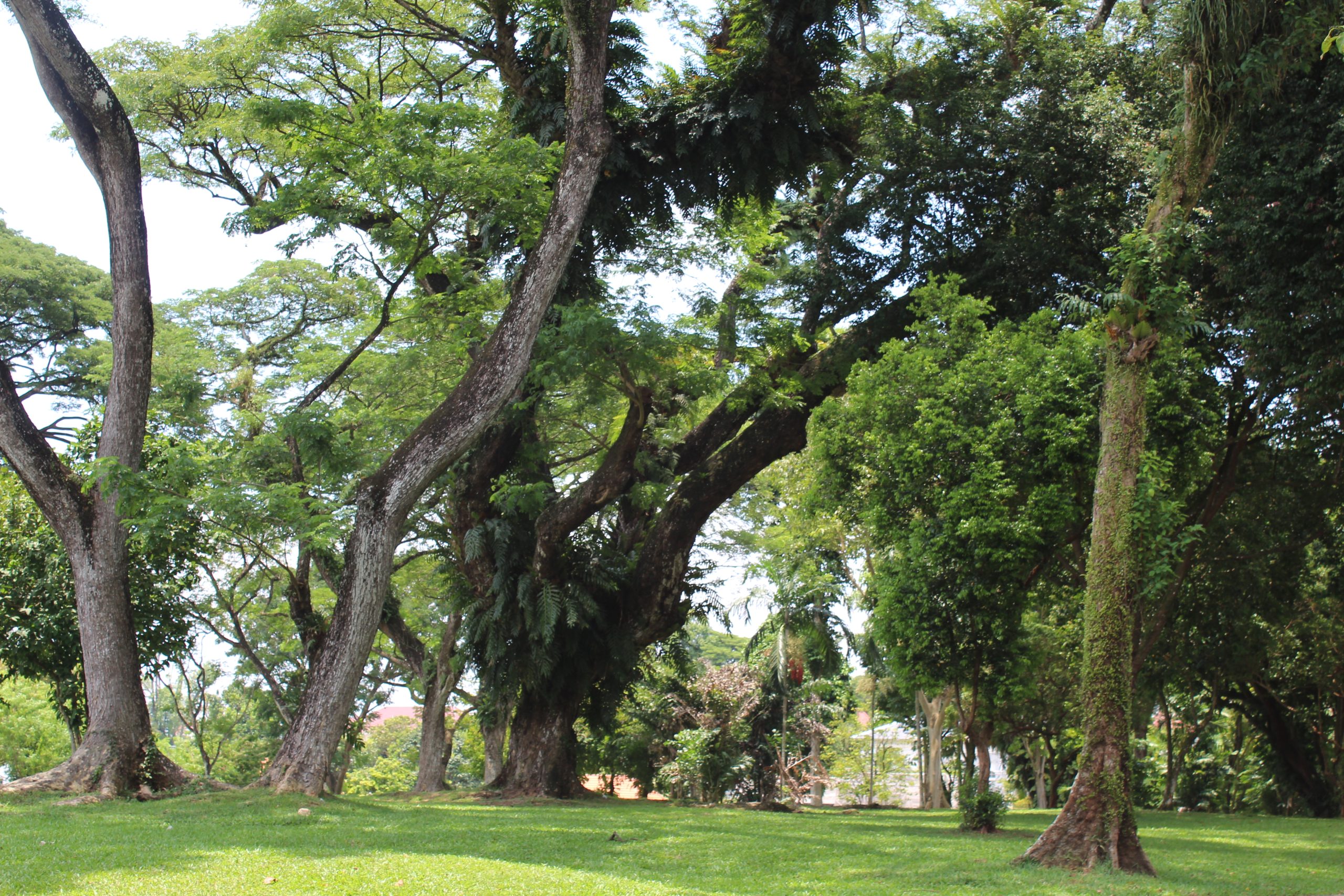 Nature Immersions Guided Forest Bathing and Nature-Based Wellbeing in Singapore Img 4922