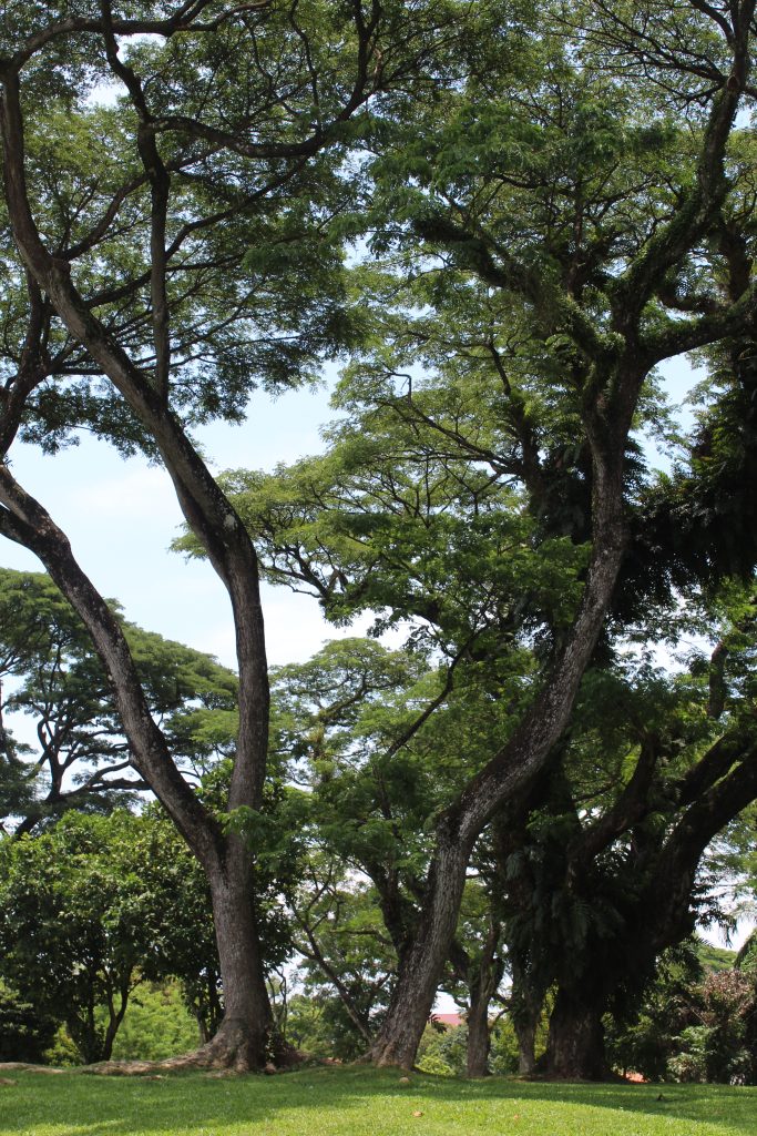 Nature Immersions Guided Forest Bathing and Nature-Based Wellbeing in Singapore Img 4926