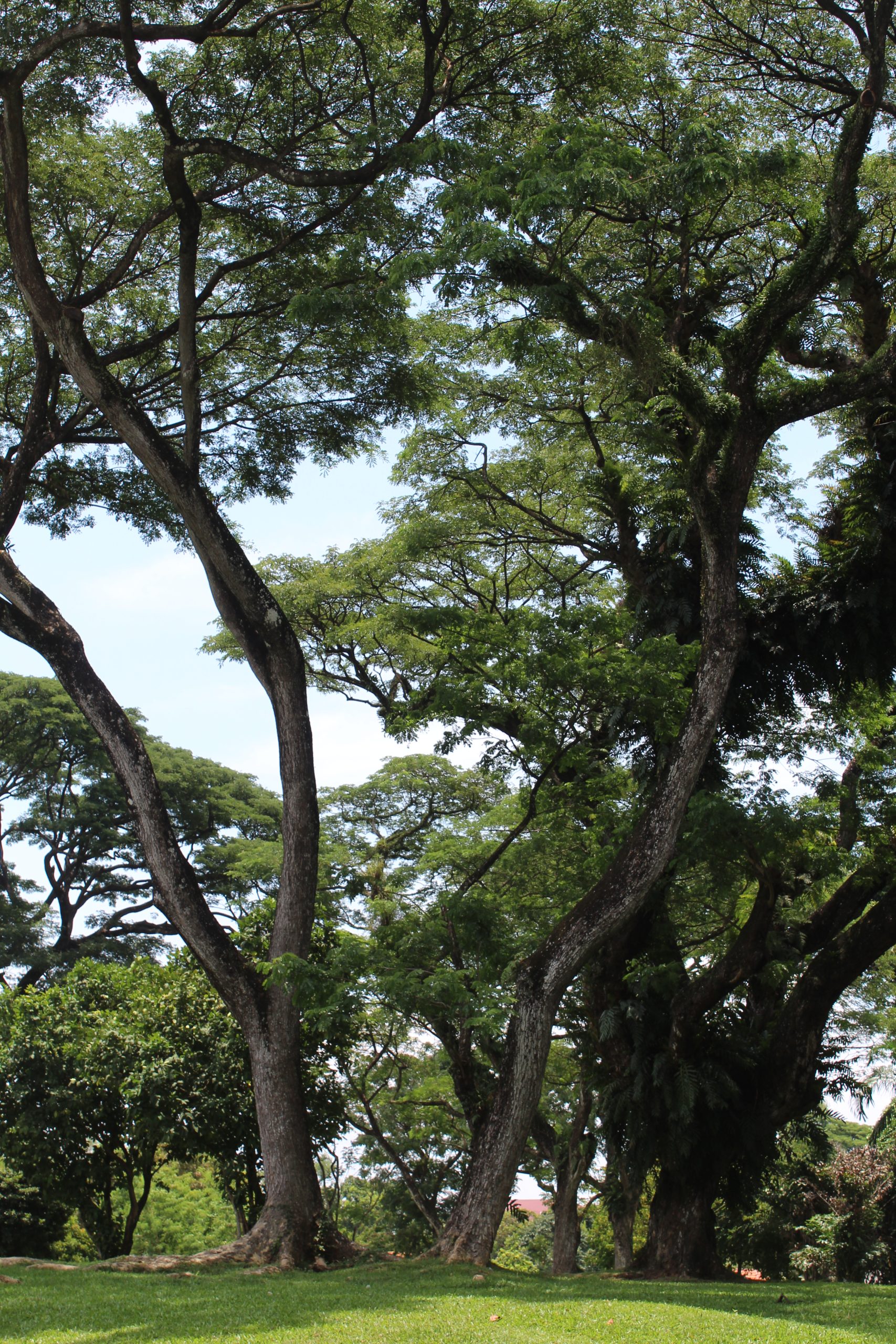 Nature Immersions Guided Forest Bathing and Nature-Based Wellbeing in Singapore Img 4926