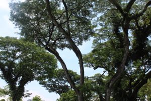 Nature Immersions Guided Forest Bathing and Nature-Based Wellbeing in Singapore Img 4930