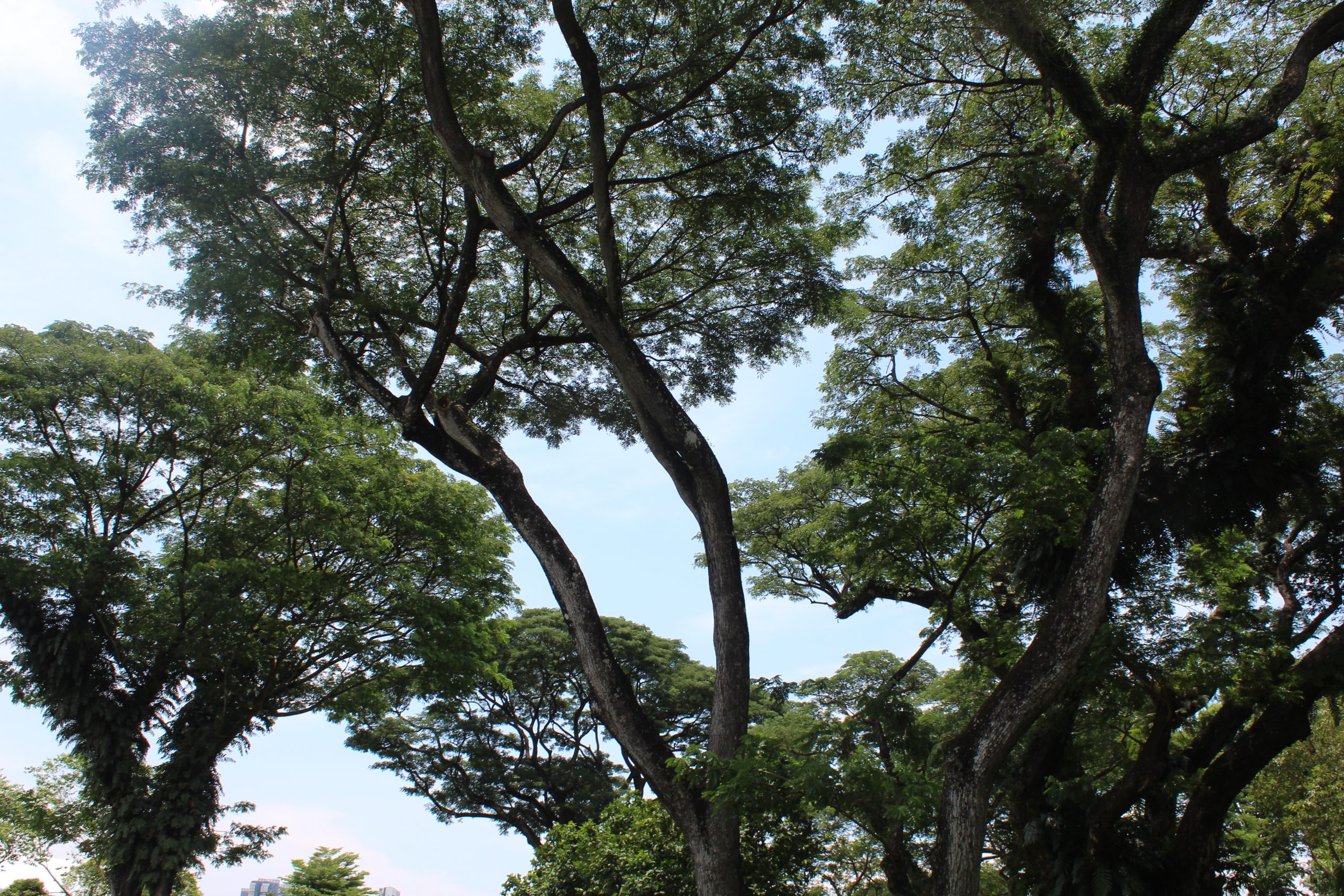 Nature Immersions Guided Forest Bathing and Nature-Based Wellbeing in Singapore Img 4930
