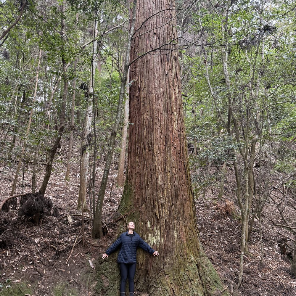 Private guided nature therapy forest bathing walk in Singapore
