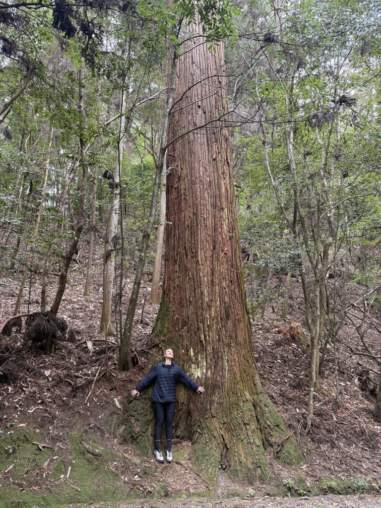 Private guided nature therapy forest bathing walk in Singapore