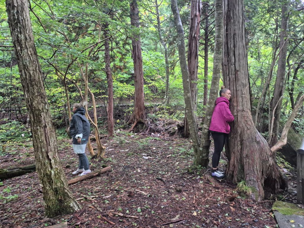 Guided group nature therapy forest bathing walk in Singapore