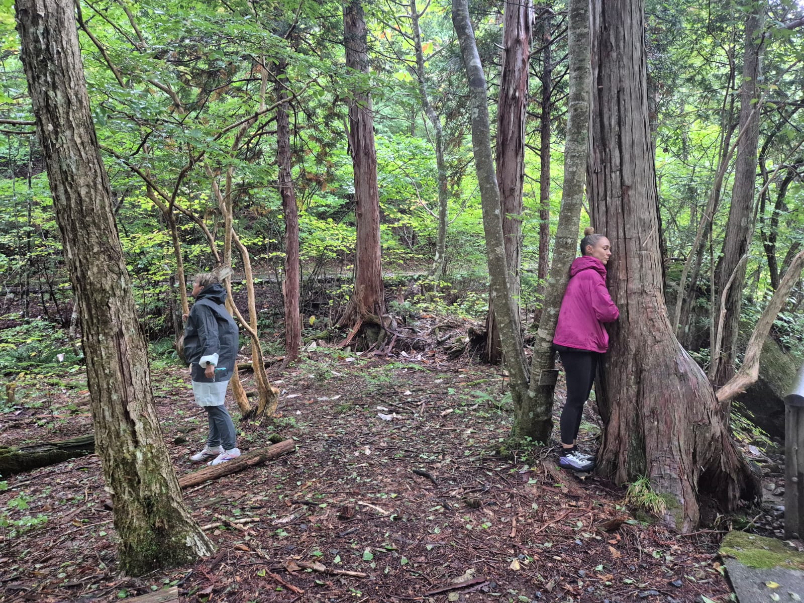 Guided group nature therapy forest bathing walk in Singapore